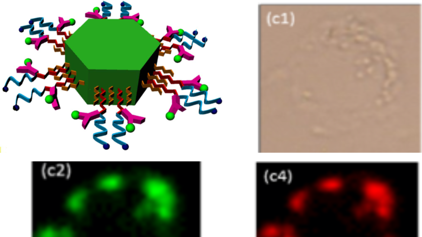 UNCP imaging