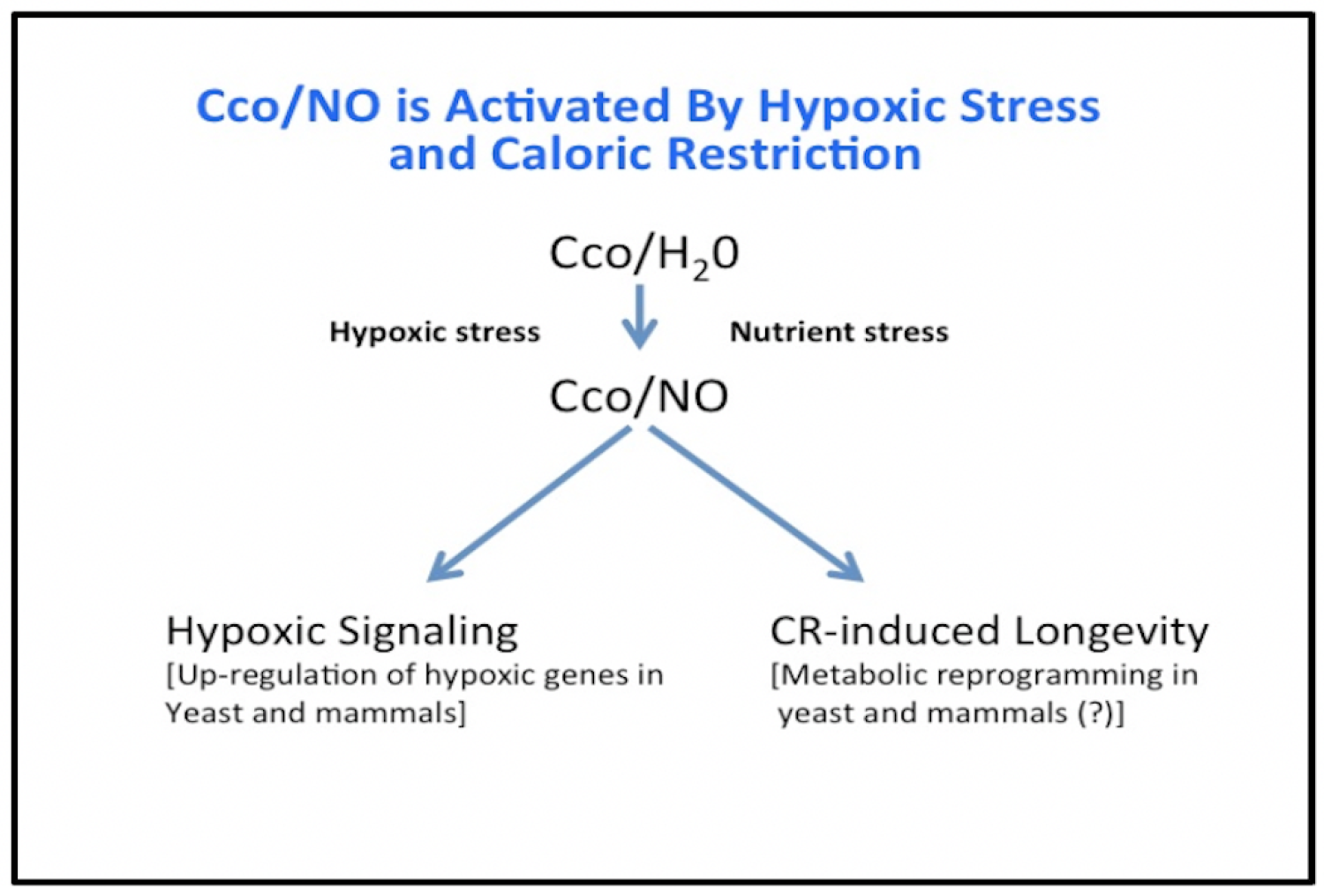 Cytochrome c oxidase, nitric oxide and caloric restriction relationship