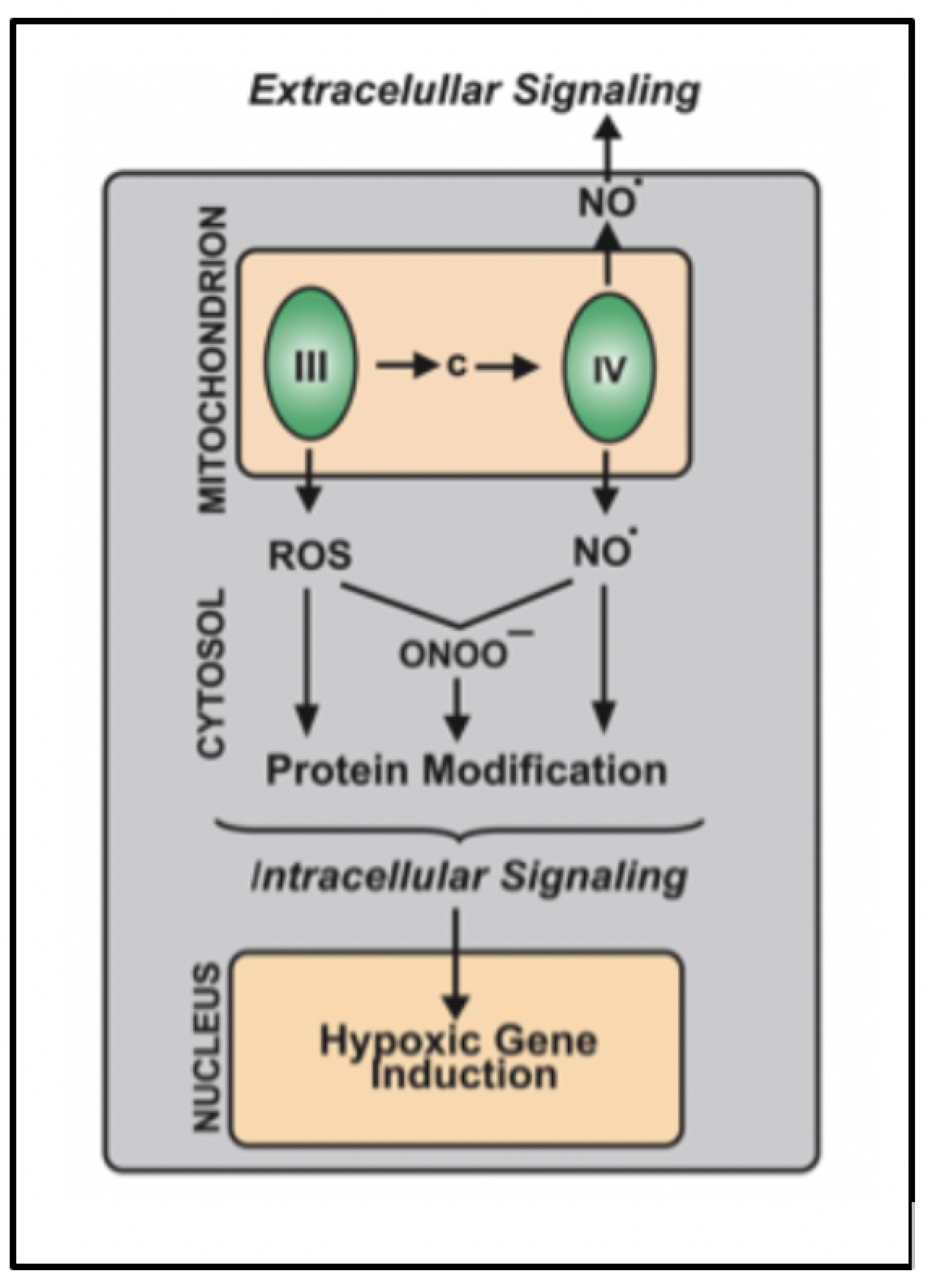 Diagram of Cross Talk Between Mitochondria and Nucleus