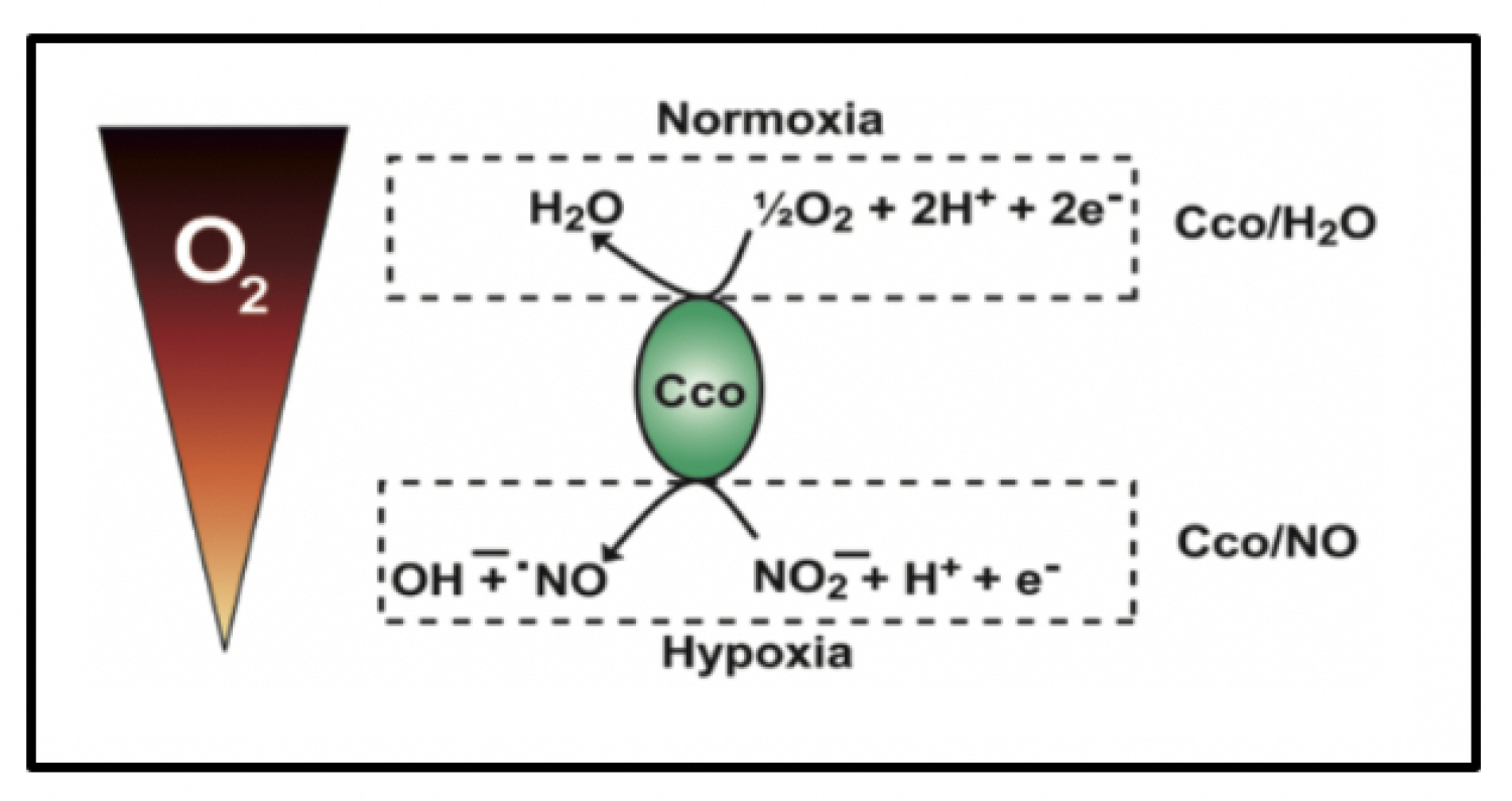 Cytochrome c Oxidase as a Molecular Switch