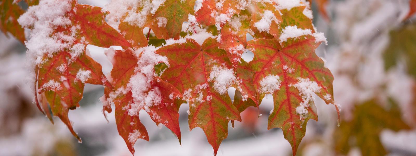 Fall colored leaves dusted with snow