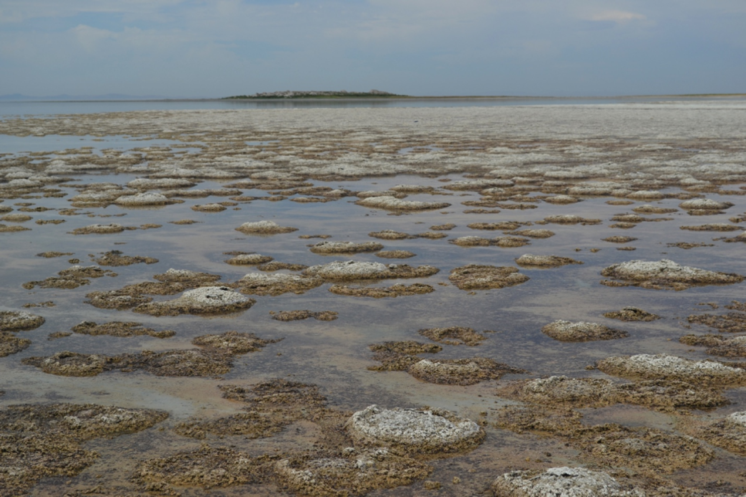Microbialites in Bridger Bay, Great Salt Lake, Utah