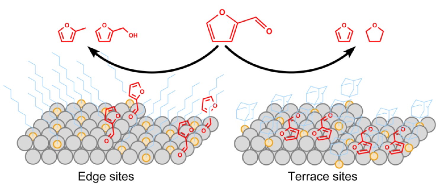 Different SAM molecules favoring edge sites vs. lattice sites