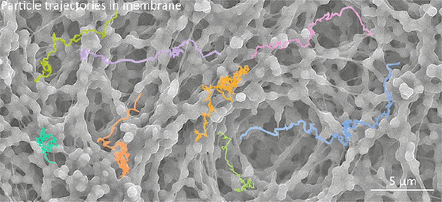 Example trajectories superimposed over an SEM image of a polymer membrane