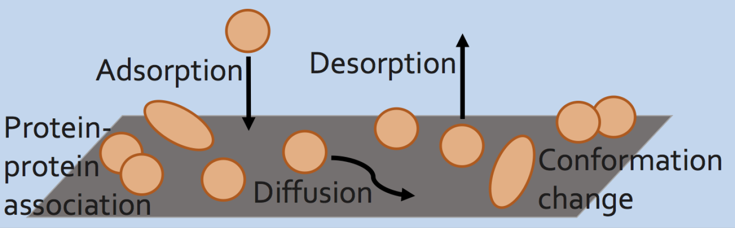 Proteins go through many dynamic changes on the surface: adsorption, desorption, conformation changes, and diffusion