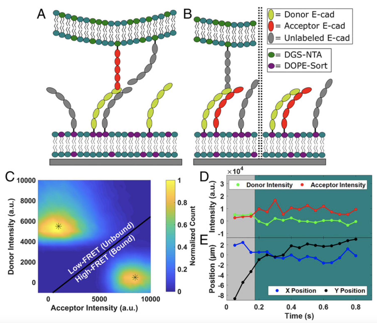 Cadherin cis and trans interactions are mutually cooperative