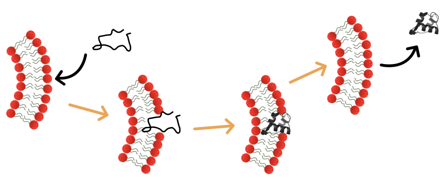 Protein refolding in a vesicle