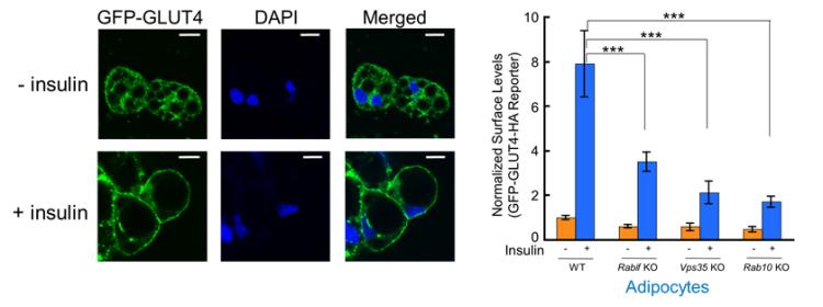 Glut4 Insulin Response