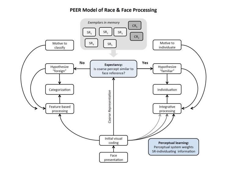 peer model