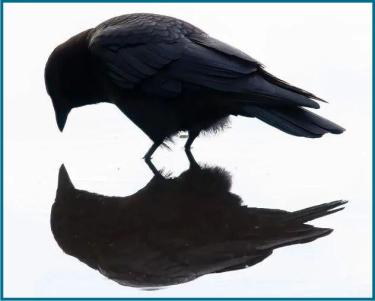 crow viewing reflection in a pool of water