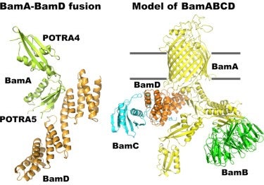 Structure of Bam Proteins