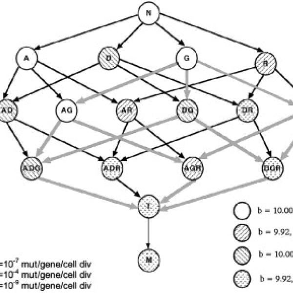 Cancer, Oncogenesis, Tumor progression, Genetic instability, Hallmarks of cancer