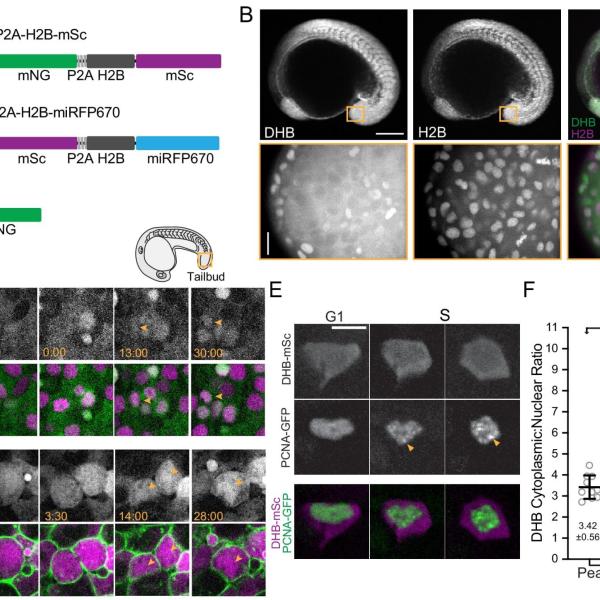 Cell proliferation, quiescence, metazoan development, CDK, cyclin-dependent kinase, Caenorhabditis elegans, zebrafish, live-cell imaging, G1, G0