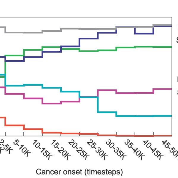 Turmorigenesis, mutations, cell biology, cancer research, evolutionary dynamics, cancer progression, computational model