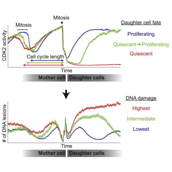 Mammalian cells, proliferation, quiescent, p21, single-cell, time-lapse imaging, CDK2, DNA damage, endogenous replication stress