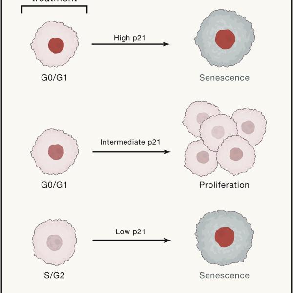 Time-lapse imaging, p21, cancer cells, senescence, cell-cycle re-entry, drug treatment