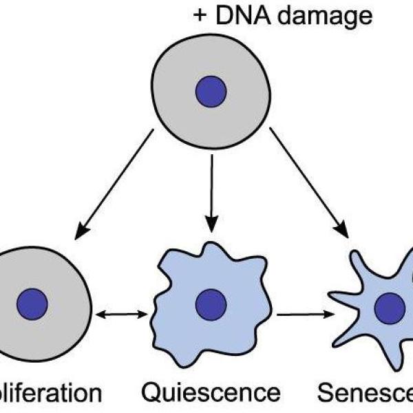 Senescence