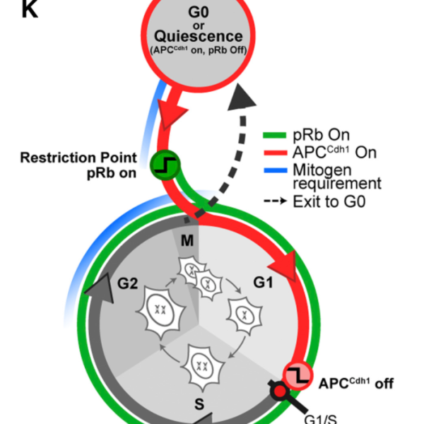 Proliferating cells, APCCdh1 inactivation, DNA replication, cyclin E, CDK2