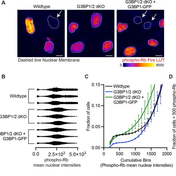 Stress granules, quiescence, chemoresistance