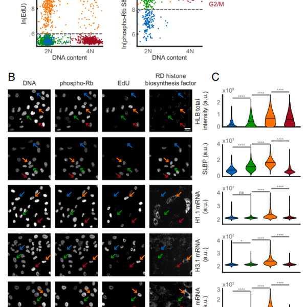 Cell-cycle, Histone Biosynthesis, Replication, CDK2