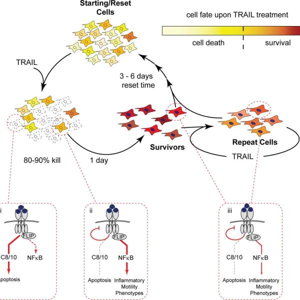 human cells, apoptosis, fractional killing, mutation, TRAIL, NF-κB–dependent inflammatory phenotype, TNF, FasR