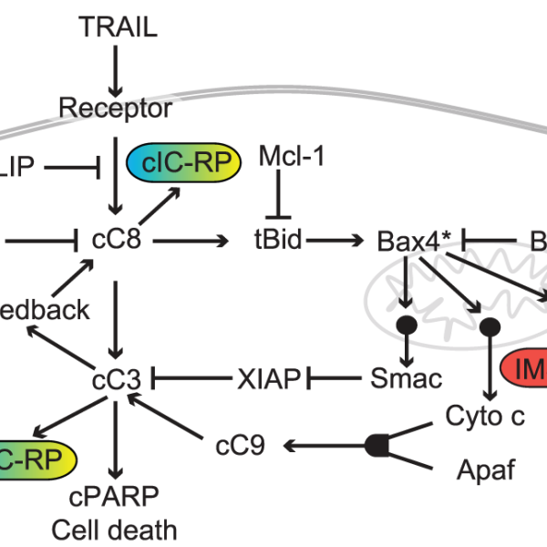 Stochastic fluctuations, gene expression, TRAIL, cell death, receptor-mediated apoptosis, Bcl-2, feature-based sensitivity analysis