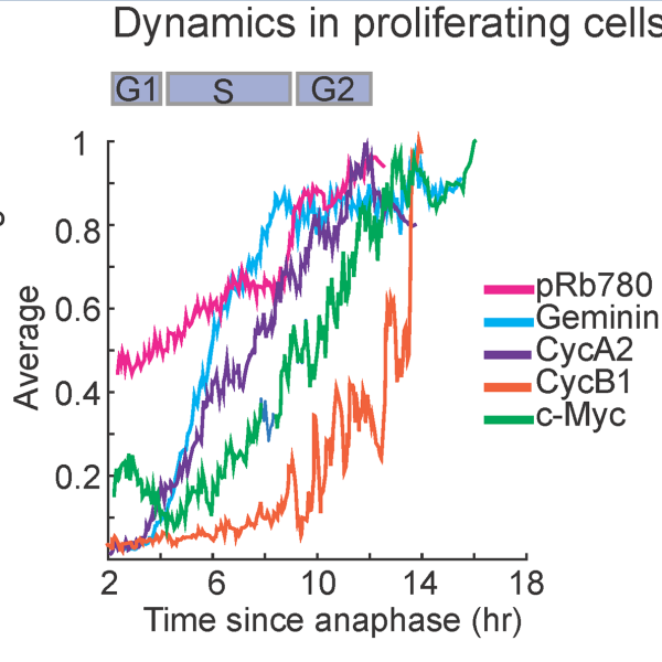 Cell-cycle, regulators, cell-cycle exit, single-cell, time-lapse microscopy, CDK2, immunofluorescence, computational cell synchronization