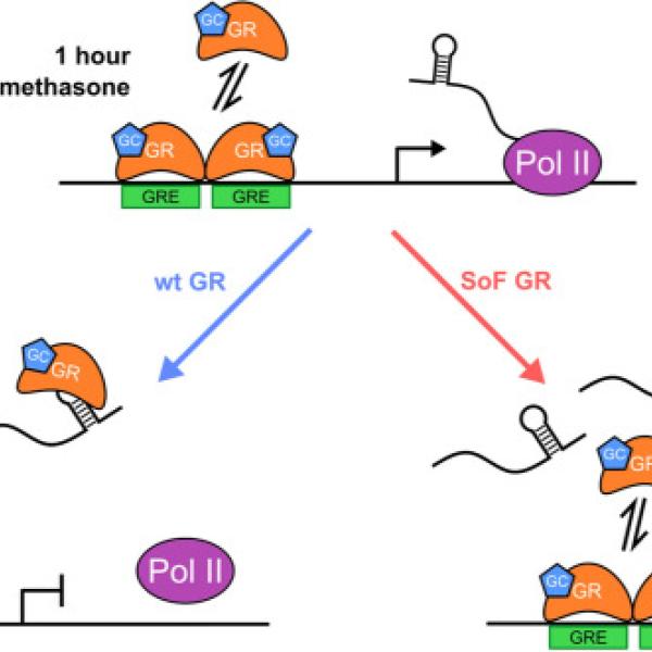 RNA binding.. graphical abstract