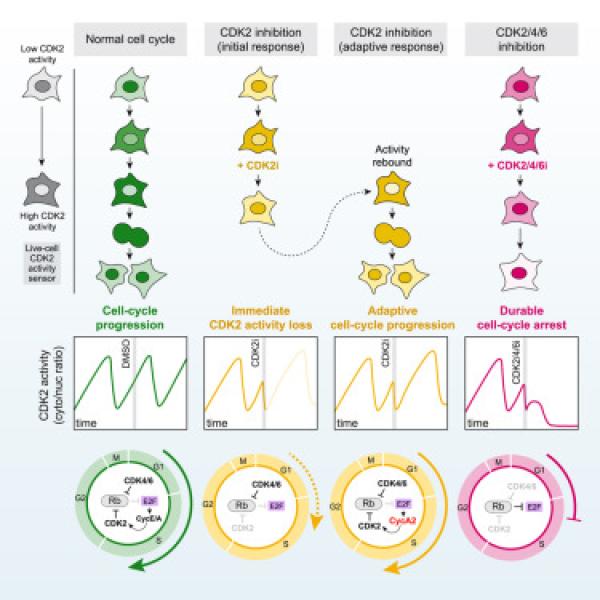 Cell paper graphical abstract