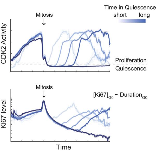 Ki67, proliferation, single cells, cell cycle, G0, G1, S, quiescence, cell-cycle progression