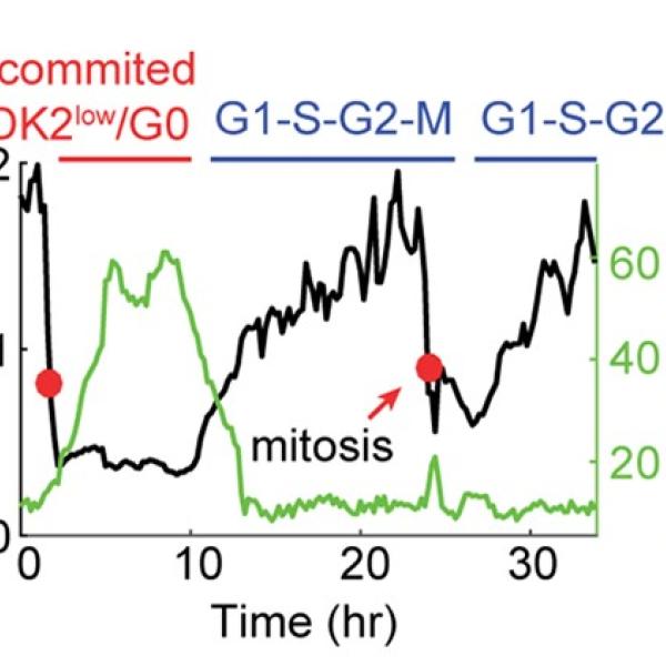 Slow-cycling, cancer, drug resistance, p53, integrated stress response