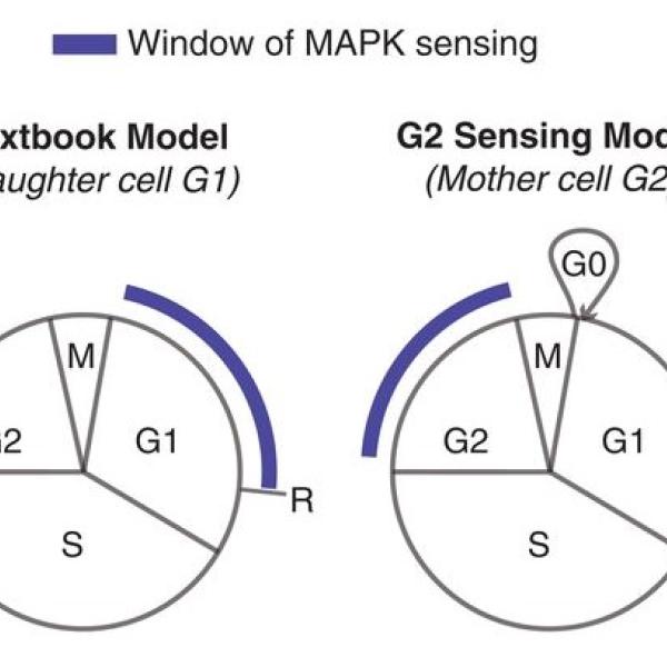 cell proliferation, proliferation-quiescence decision, live-cell imaging, G1, cell-cycle, G2, Cyclin D