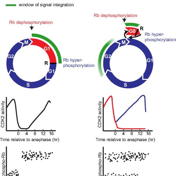 Restriction point, cell cycle, retinoblastoma protein, mitosis, cyclin-dependent kinase, CDK2, p21G2, DNA replication stress