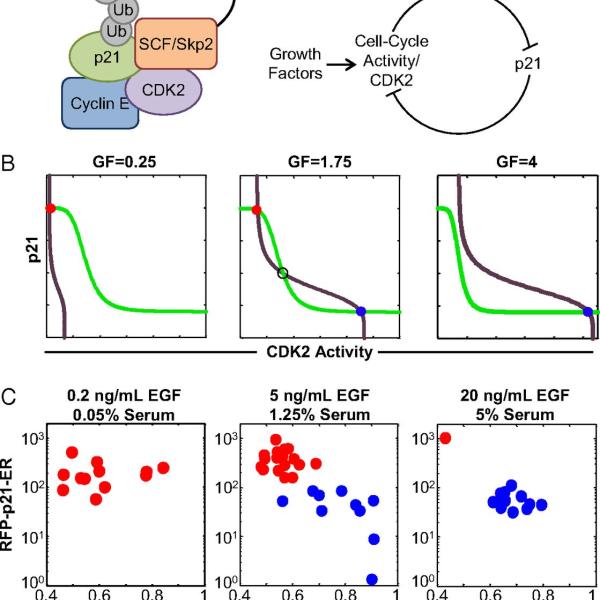 Phenotypic heterogeneity, cell biology, cancer, live-cell imaging, flow cytometry, kinetic modeling, quiescence, cell cycling, p21, CDK2, Cyclin-dependent kinase