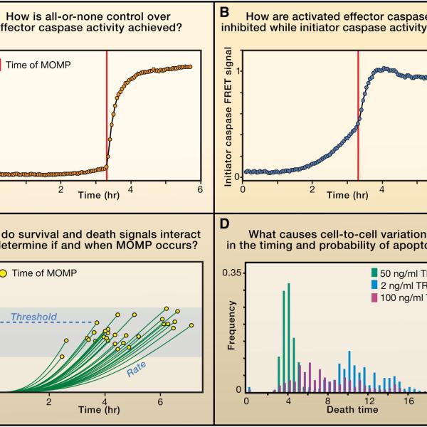 Cell death, apoptosis, caspases, mitochondrial outer membrane, biochemical modeling