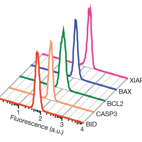 Apoptosis, TRAIL, Caspase, fractional killing, tumour cells, cell fate, signal transduction