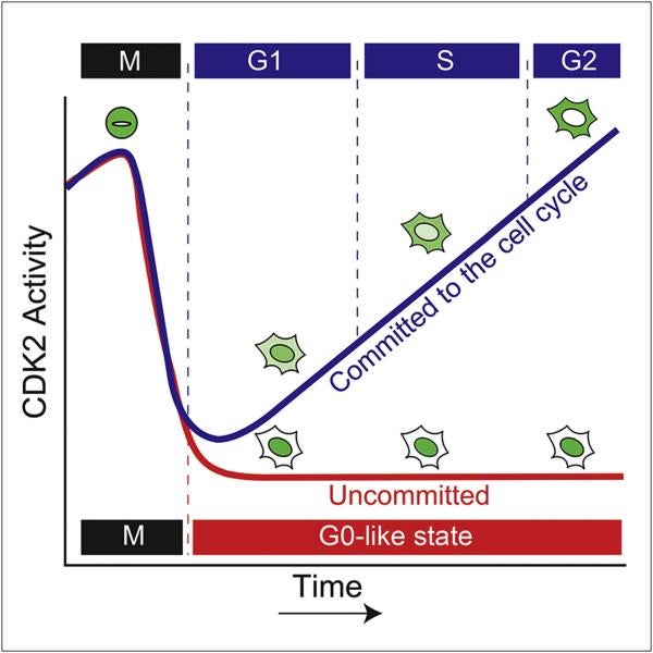 Tissue homeostasis, CDK2 activity, Quiescence, proliferation, cell cycle, cyclin-dependent kinase, live-cell sensor, p21, mitogens
