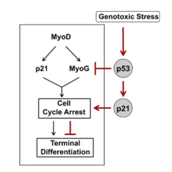 Acute muscle injury, physiological stress, chronic muscle diseases, aging, skeletal muscle function, p53, myogenin
