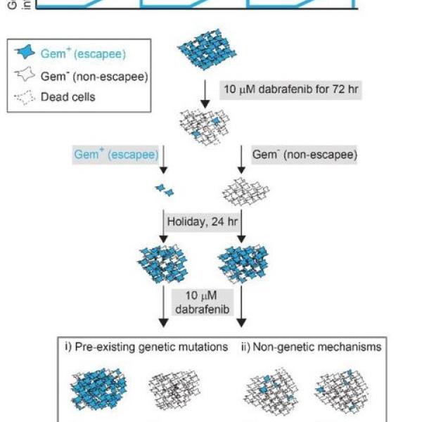 Melanoma, MAPK pathway, DNA damage