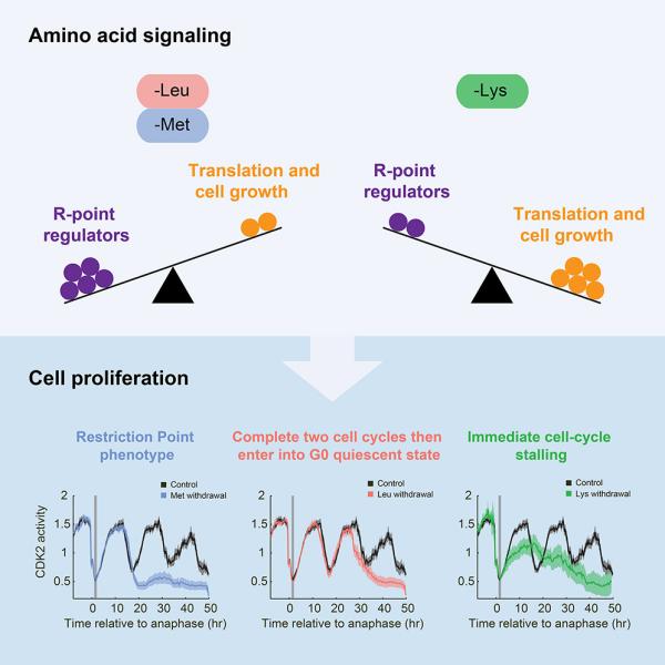 Amino acid signaling