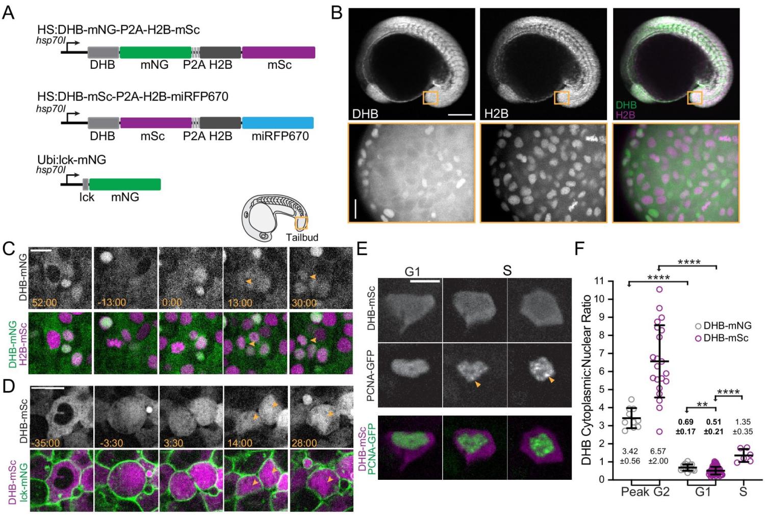 Cell proliferation, quiescence, metazoan development, CDK, cyclin-dependent kinase, Caenorhabditis elegans, zebrafish, live-cell imaging, G1, G0