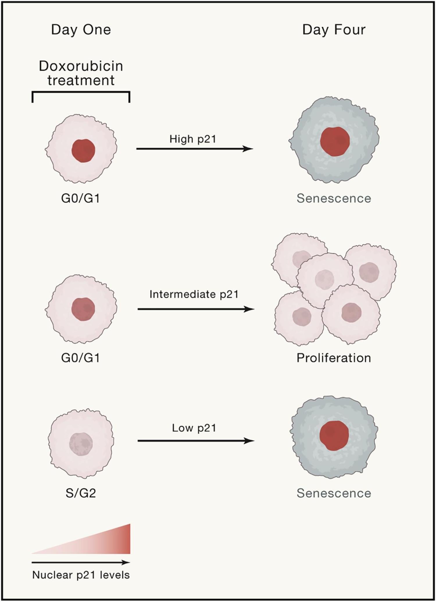 Time-lapse imaging, p21, cancer cells, senescence, cell-cycle re-entry, drug treatment
