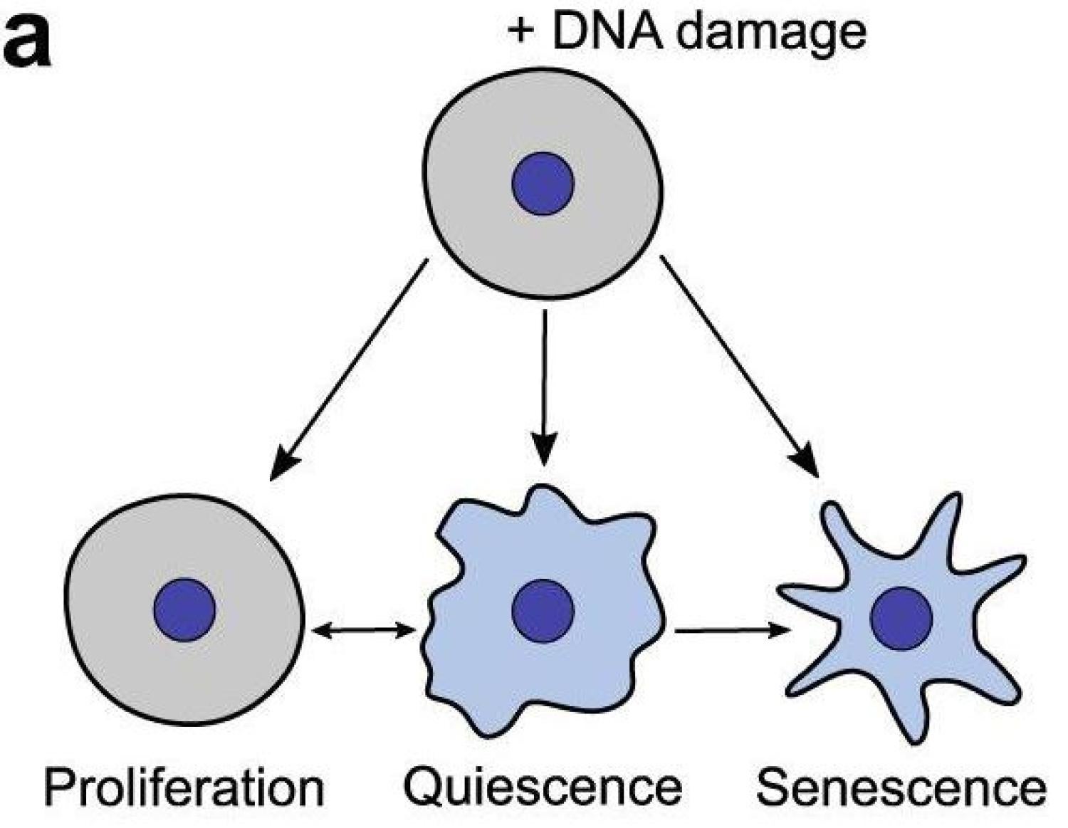 Senescence