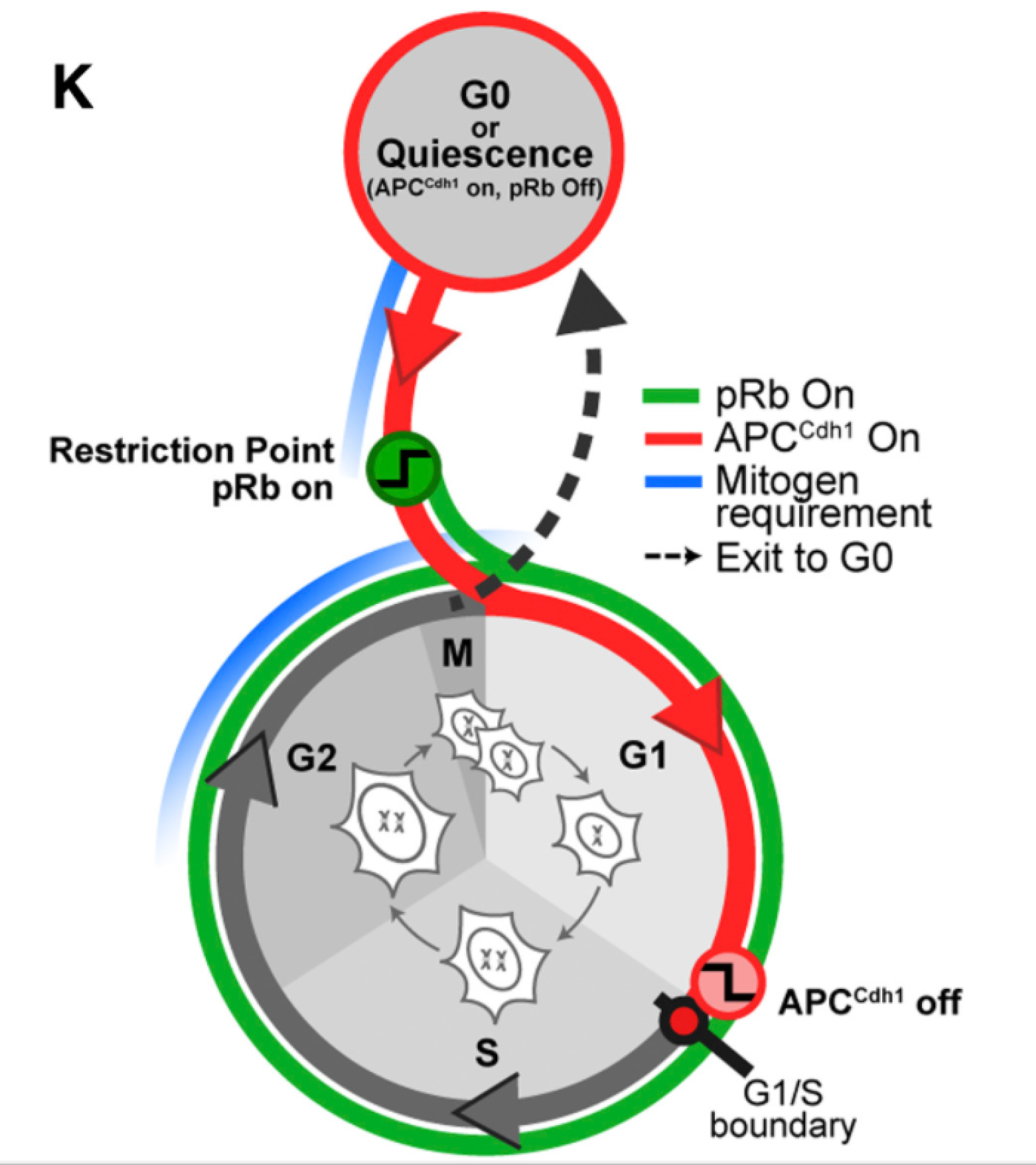 Proliferating cells, APCCdh1 inactivation, DNA replication, cyclin E, CDK2