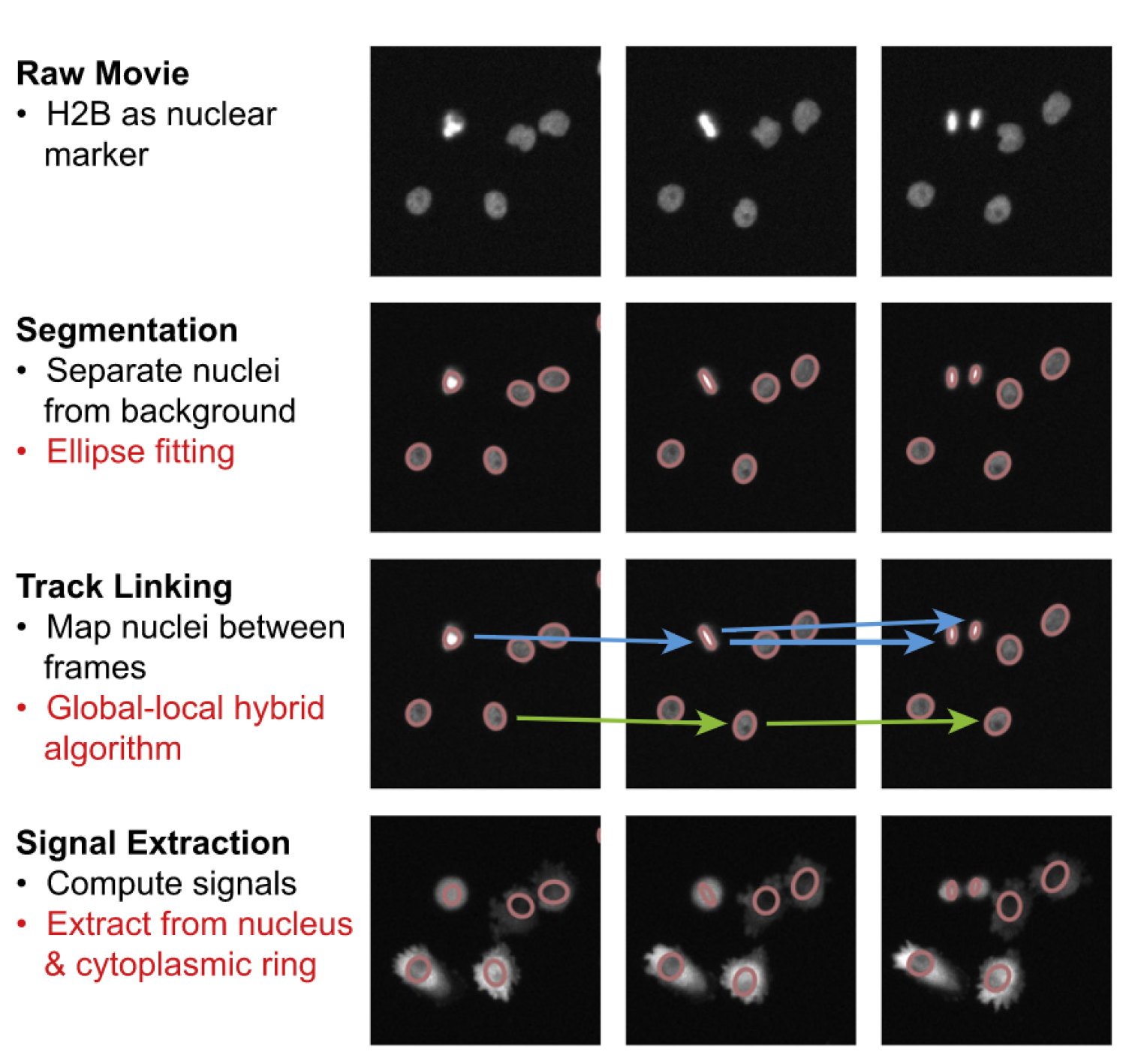 Time-laspe-microscopy, EllipTrack, track-linking algorithm, cell lineages, cell migration