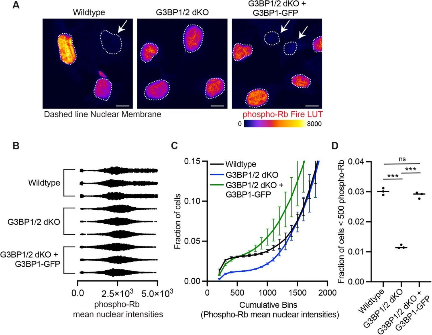 Stress granules, quiescence, chemoresistance