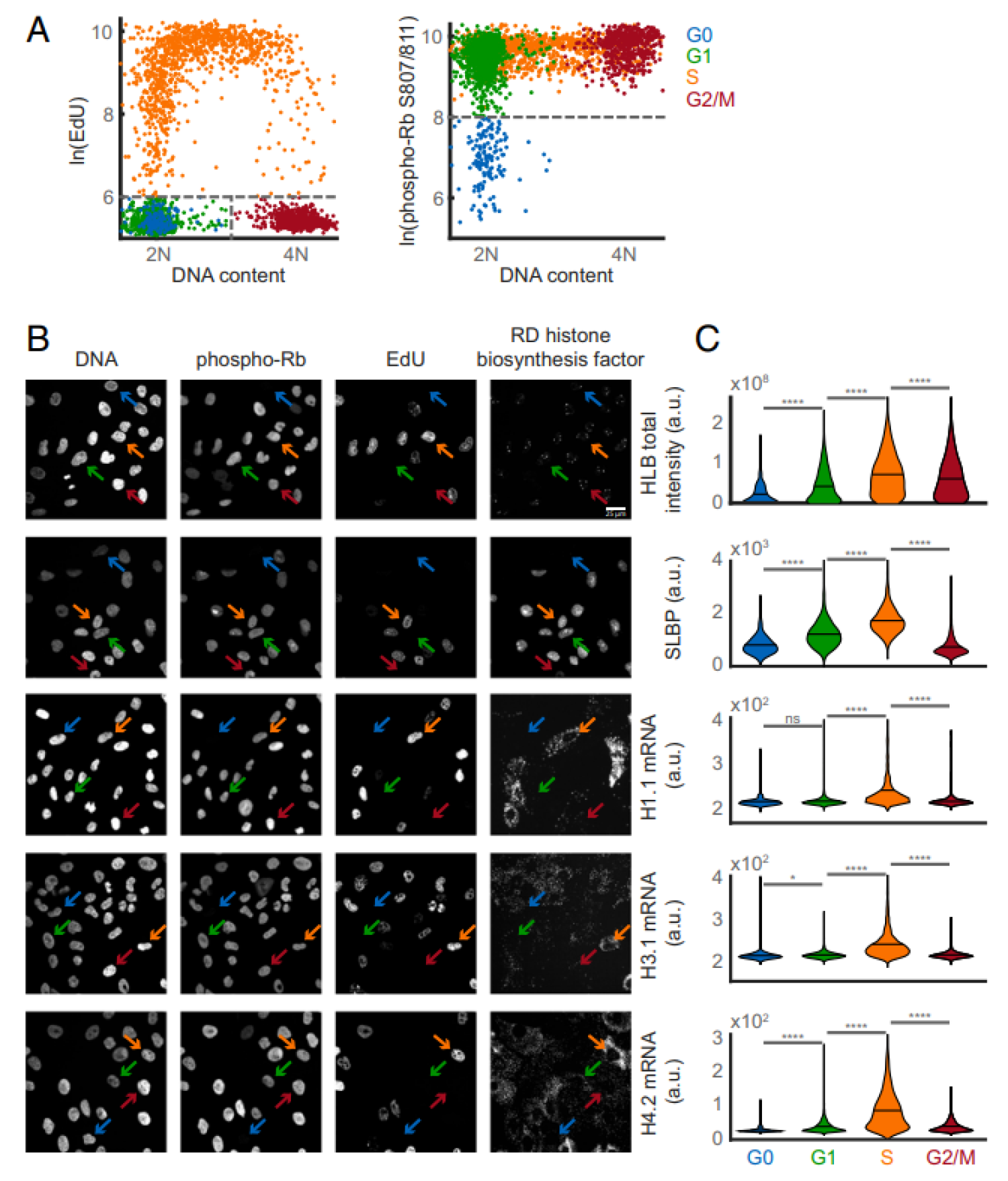Cell-cycle, Histone Biosynthesis, Replication, CDK2