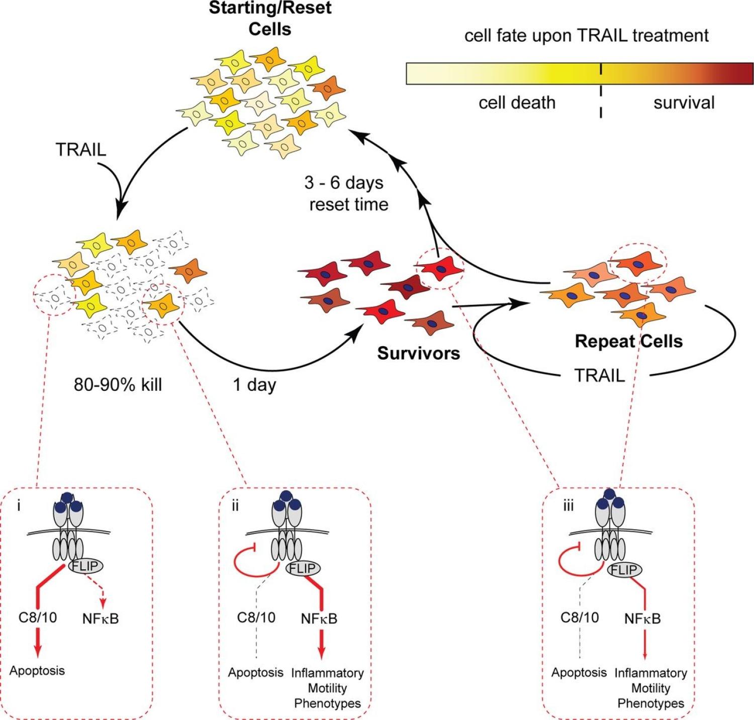 human cells, apoptosis, fractional killing, mutation, TRAIL, NF-κB–dependent inflammatory phenotype, TNF, FasR
