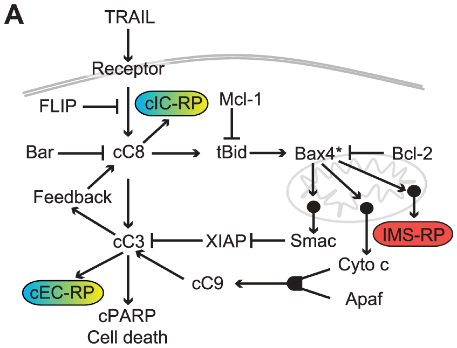 Stochastic fluctuations, gene expression, TRAIL, cell death, receptor-mediated apoptosis, Bcl-2, feature-based sensitivity analysis