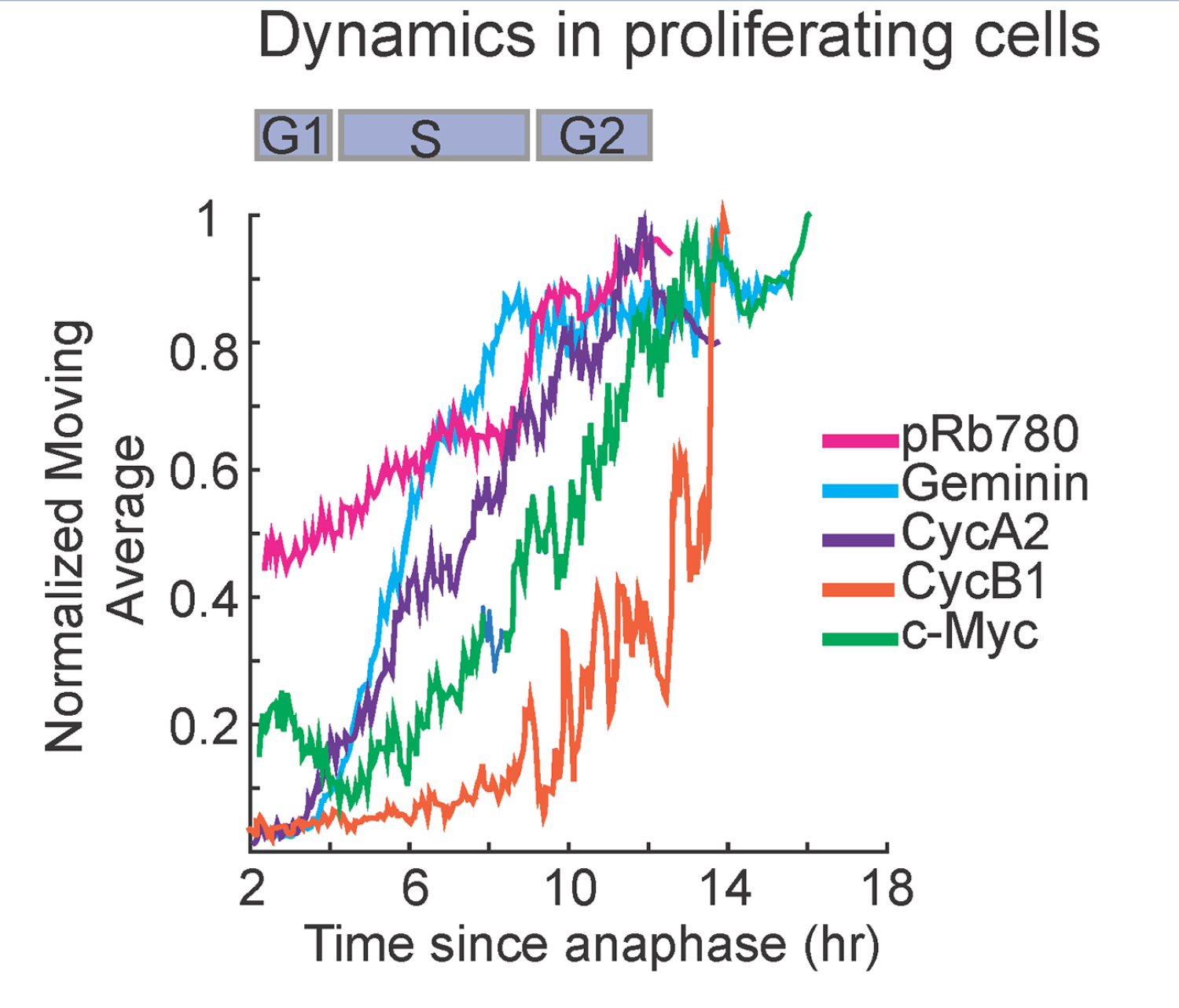 Cell-cycle, regulators, cell-cycle exit, single-cell, time-lapse microscopy, CDK2, immunofluorescence, computational cell synchronization